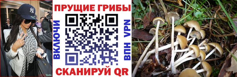 Галлюциногенные грибы ЛСД  Купить  Шацк 